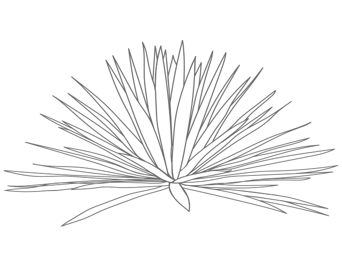 agave
